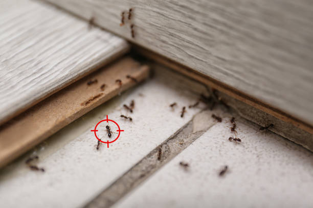 Best Local Pest Control Services  in Ogden, KS